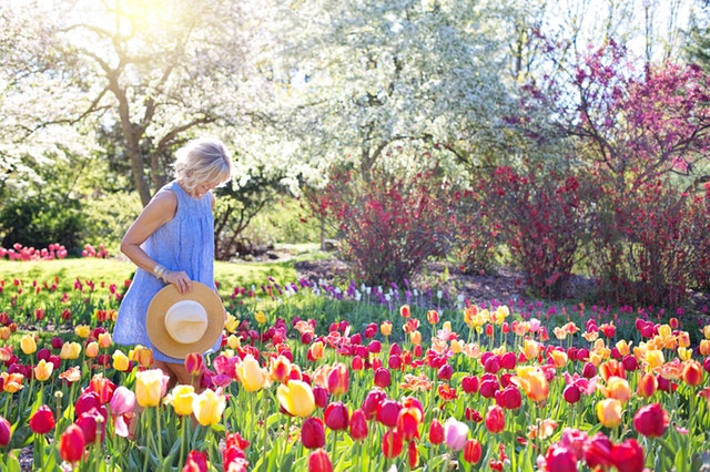 Žena v modrých šatách a s klobúkom v ruke kráča záhradou s rozkvitnutými tulipánmi