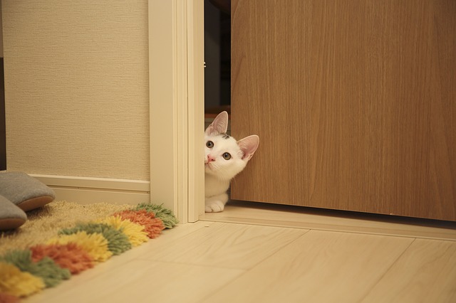 Biela mačka leží v pootvorených hnedých dverách